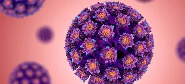 HPV - 人乳头瘤病毒